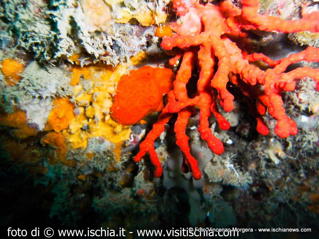 diving ischia